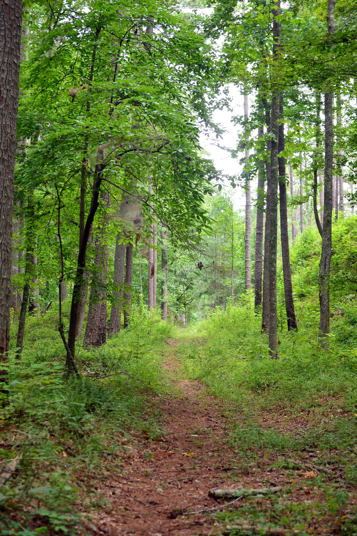 Pinhoti Trail